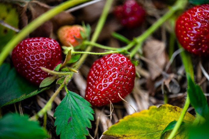 딸기잎 효능 5가지 부작용 및 먹는법